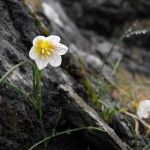 arctic alpine flowers in Snowdonia