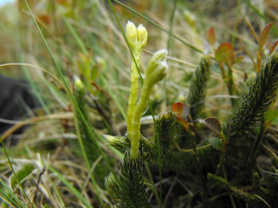 Arctic alpine flowers in Snowdonia - mountain flower courses Nature's Work