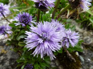 The Origins of Alpine Flowers