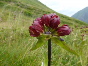 The Tour of Mont Blanc and its flowers