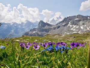 Alpine habitats