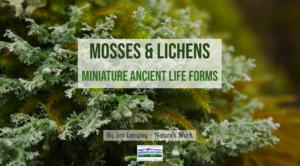 lichens & moss